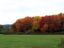 colorful leaves