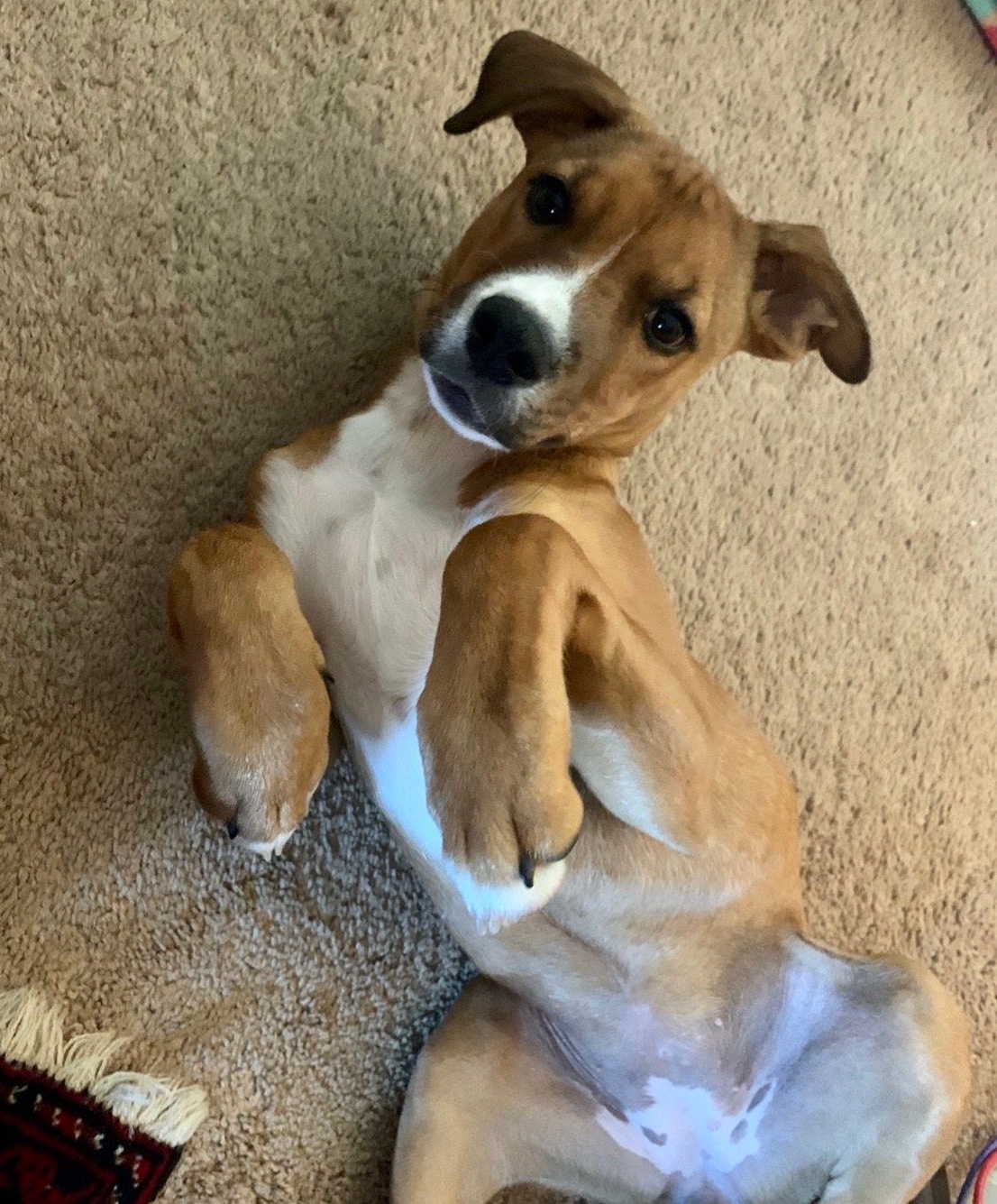 Puppy belly rubs