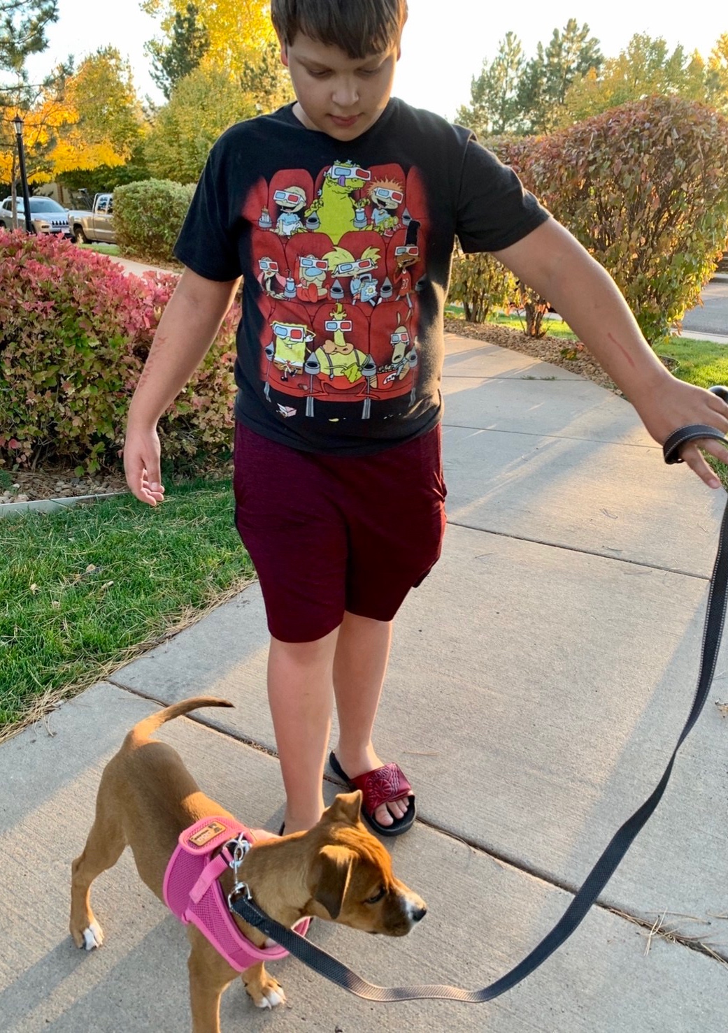 Ginger on a walk