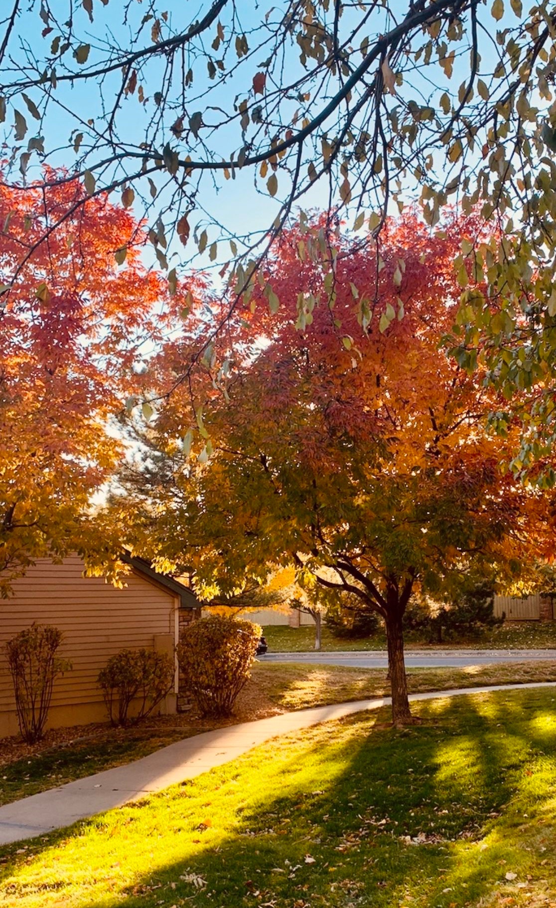 Colorado fall