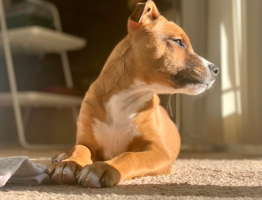 Ginger in the sun 