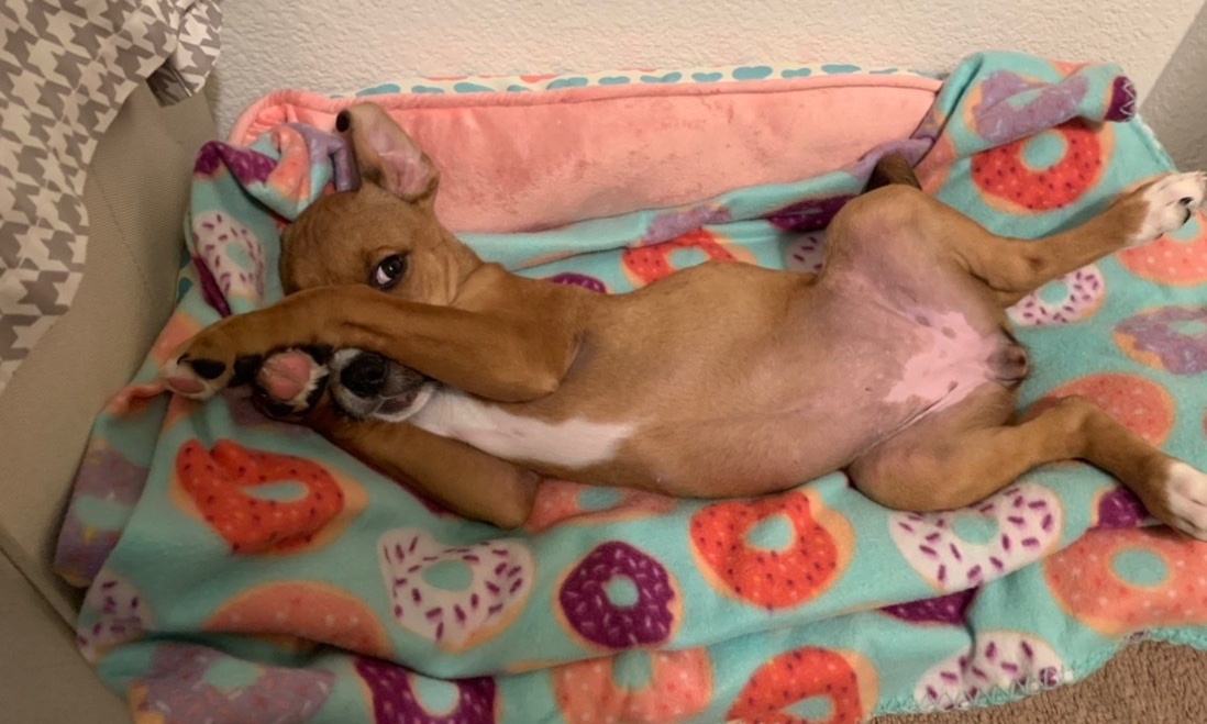 Puppy in her bed