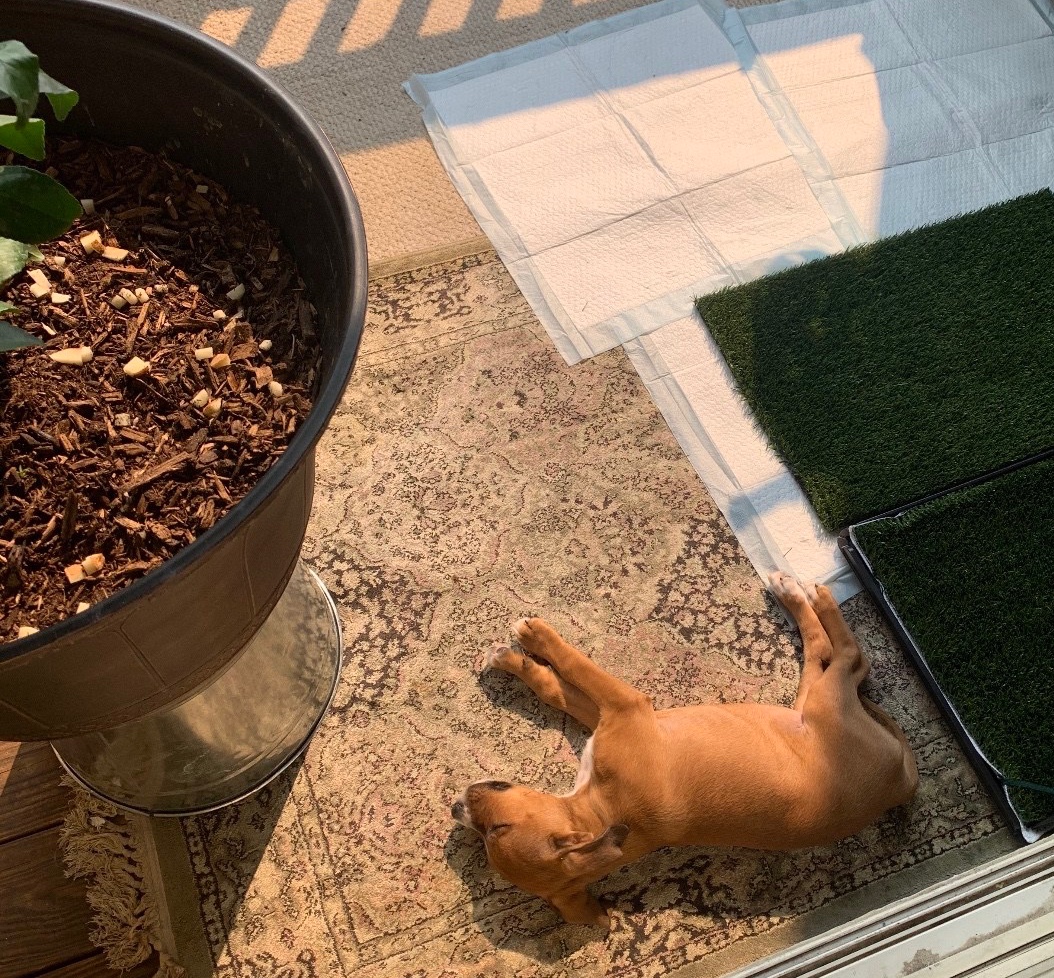 Ginger asleep on porch