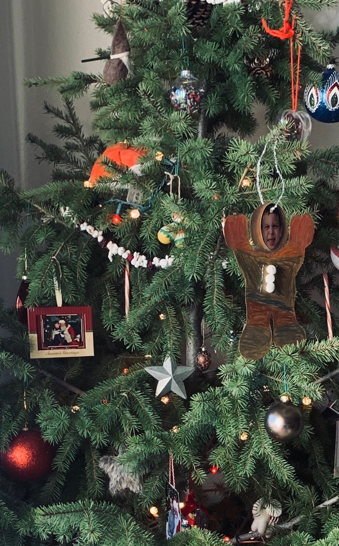 Holly tree