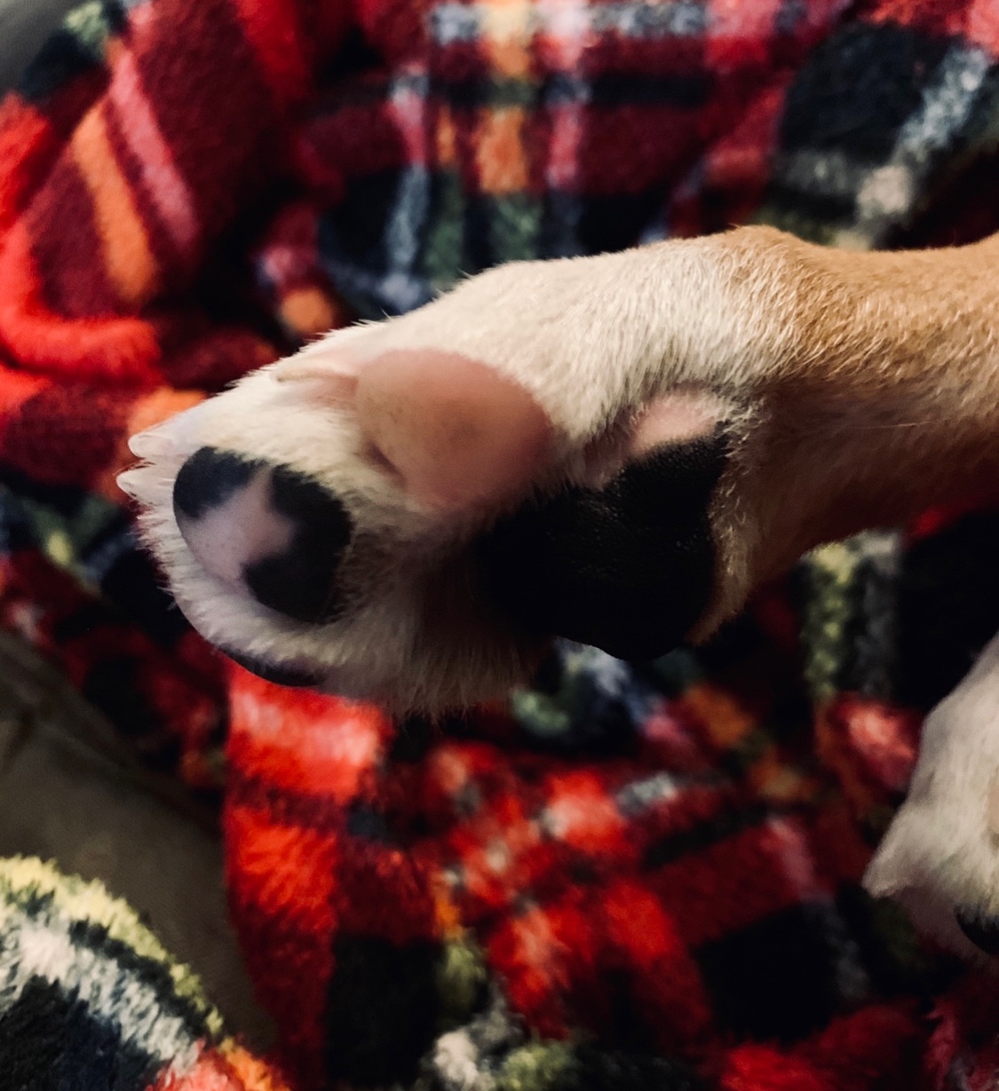 Puppy paws
