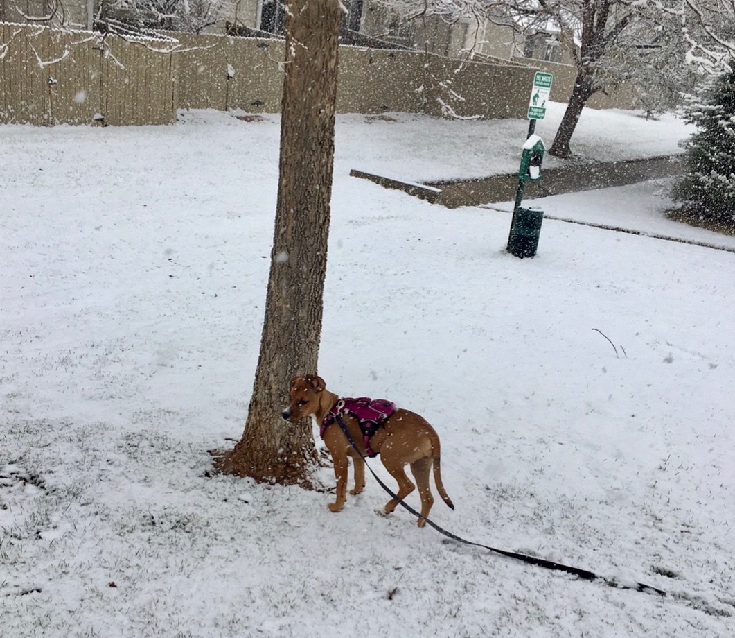 Pup in the snow