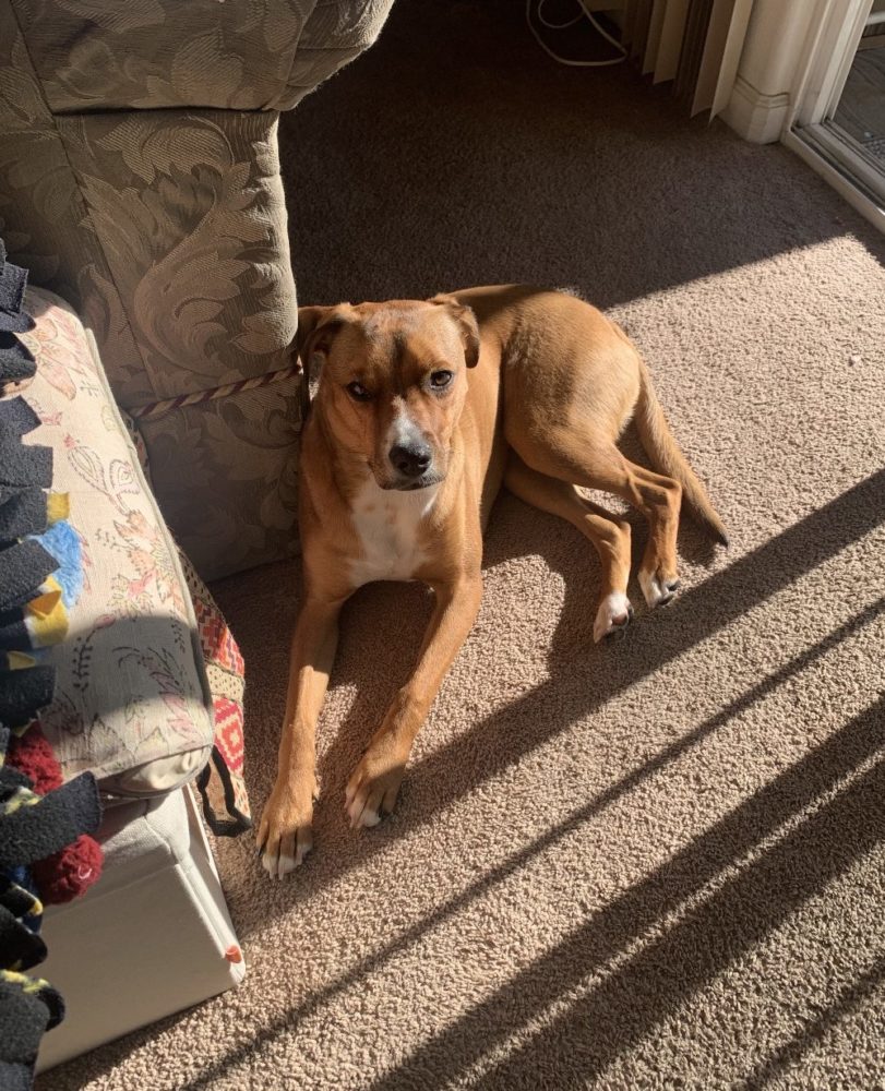 Ginger in the sun