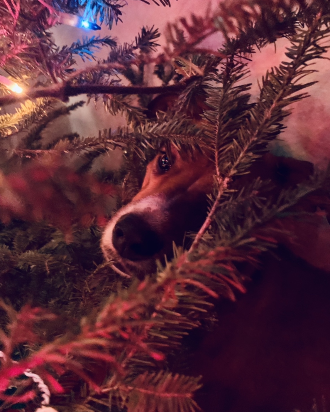 Ginger hiding in the tree 