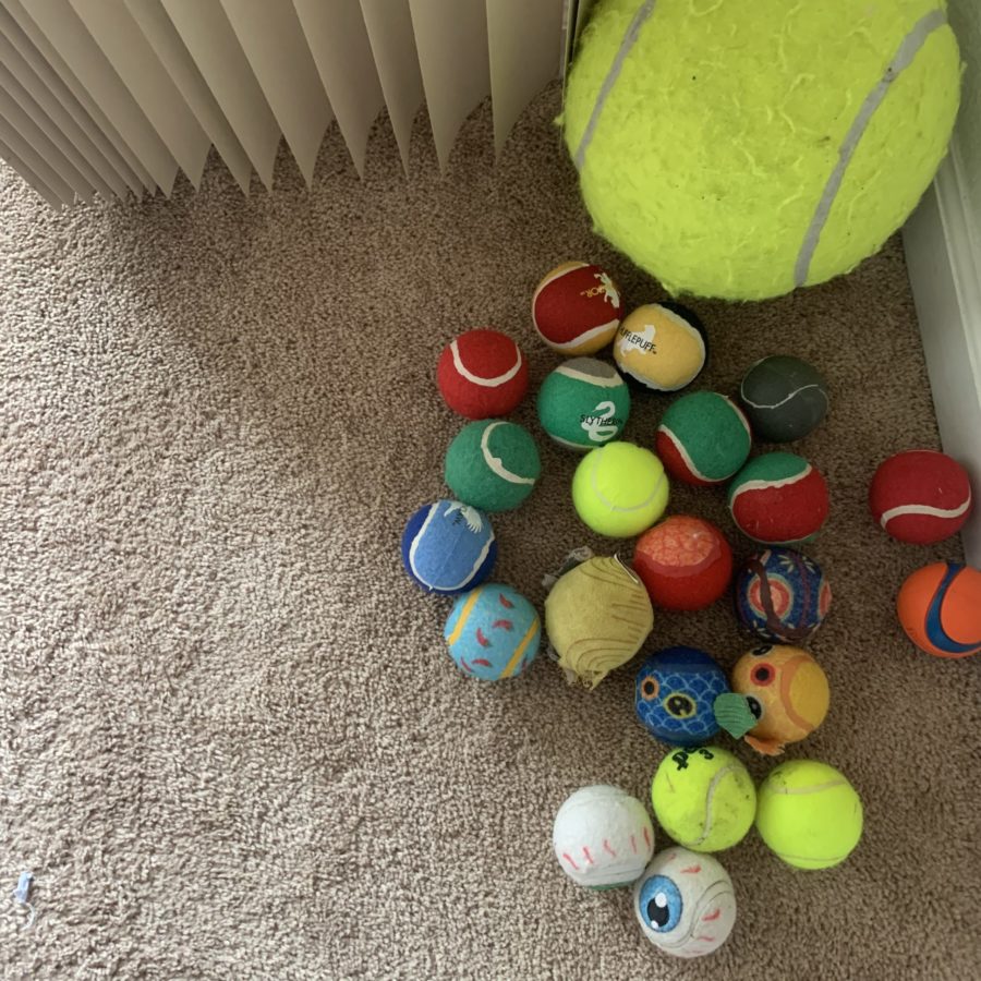 Ginger's tennis ball collection 
