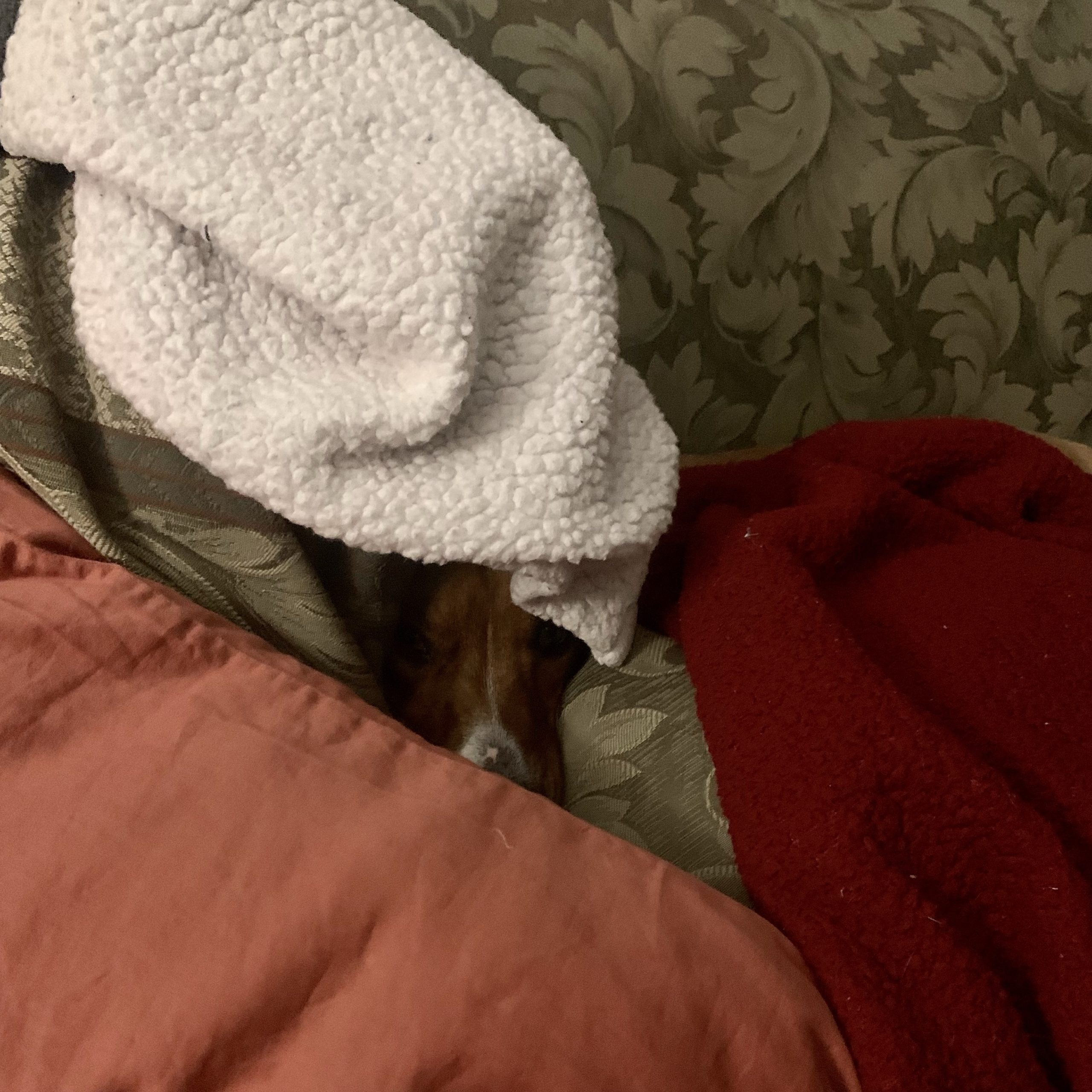 Ginger pie hiding