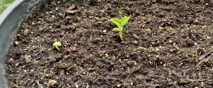 Beans and sadness Beans and sadness