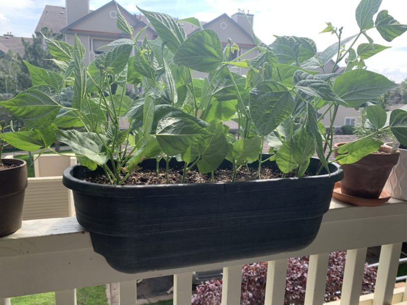 Beans need to climb baby