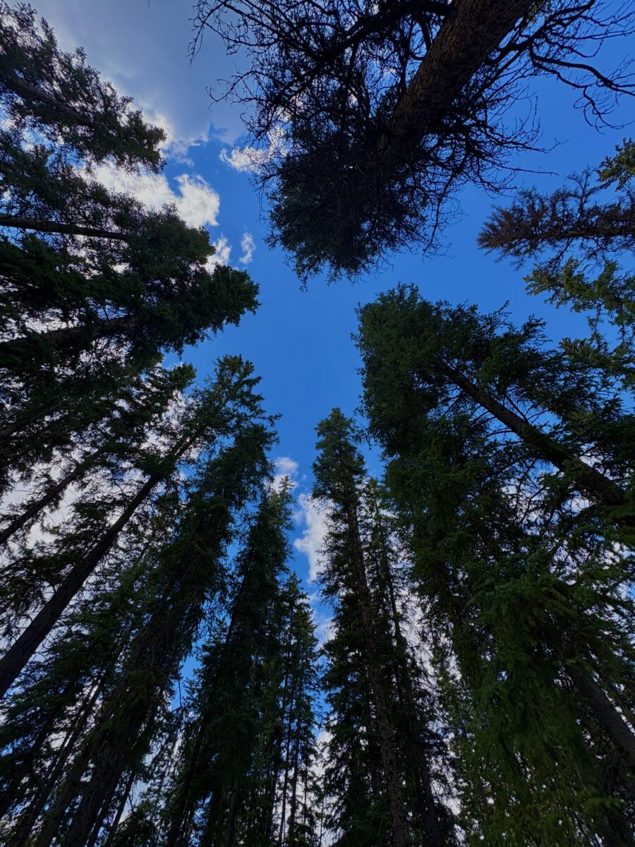 Trees